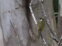 Lewins Honeyeater_Capertee_280613a.jpg