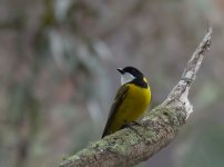 Golden Whistler_Capertee_280613a.jpg