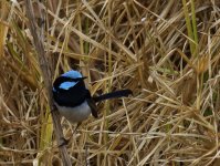 Superb Fairywren_Capertee_280613a.jpg