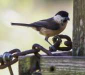 Willow Tit A IMG_4616.jpg