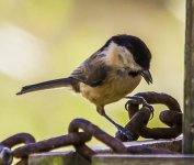 Willow Tit A IMG_4623.jpg