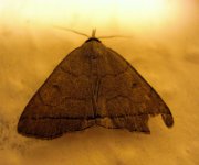 moth5.JPG