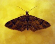 moth7.JPG