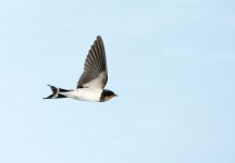 barn swallow flight mudflats DB D800 80-400mm_N8D9054_edited-2.jpg