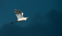 cattle egrets mudflats DB D800 80-400mm_N8D9007_edited-1.jpg