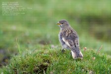 snowfinch,-henri004.jpg