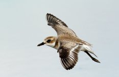 greater sandplover flight D800_N8D9143 copy.jpg