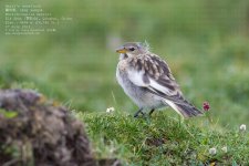 snowfinch,-henri005.jpg