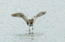 eurasian curlew landing D800 80-400mm_N8D9182_edited-1.jpg