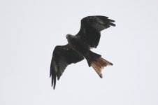 Red Kite-tail moult.JPG