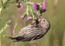 Two-barred-Crossbill-637.jpg