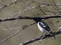 Hooded Robin_Kunoth Bore_300713a.jpg