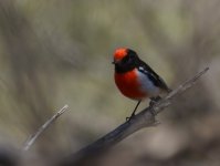 Red Capped Robin_Kunoth Bore_300713a.jpg