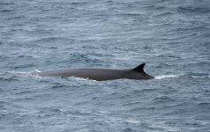 fin whale.jpg