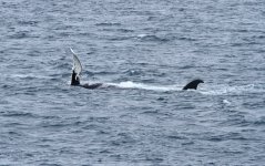 humpback whale.jpg