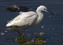 Little Egret 2_Forum.jpg