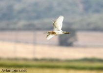 Squacco-Heron_LJ_red.jpg