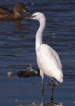 Little Egret 1_Forum.jpg