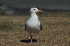 Glaucous-winged Gull us 4.jpg