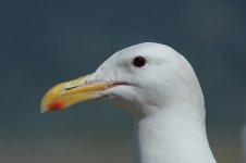 Glaucous-winged Gull us 5.jpg