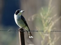 Grey Butcherbird_Capertee_020713a.jpg