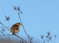 Golden Headed Cisticola_Capertee_020713a.jpg