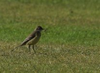 Yellow Wagtail_Girdle Ness_140913a.jpg
