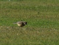 Yellow Wagtail_Girdle Ness_140913b.jpg