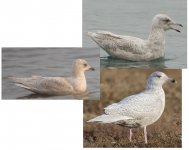 2nd W gulls.jpg