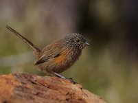 Dusky Grasswren_Mt Gillen_310713a.jpg