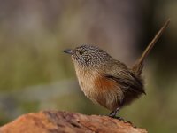 Dusky Grasswren_Mt Gillen_310713b.jpg