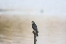 SparrowHawk02a.jpg