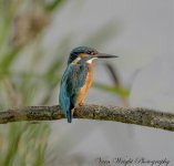 Kingfisher 10 DSC_3564.jpg