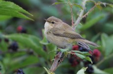 chiffchaff 1a.JPG