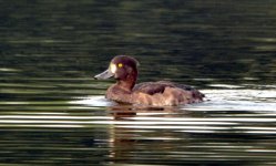 Tufted Duck 13 sep 1.jpg