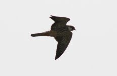 Amur Falcon.jpg