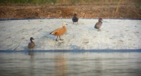 BF_Algarve_Ruddy_Shelduck.jpg