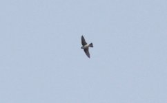 Asian House Martin.jpg