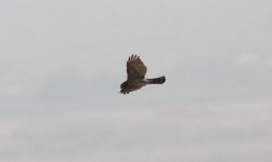 Eurasian Sparrowhawk.jpg