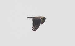 Oriental Honey Buzzard.jpg