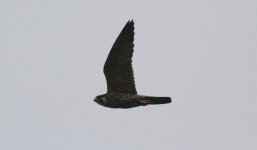 Peregrine Falcon.jpg