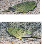 night parrot unflipped.JPG