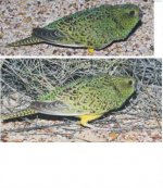 night parrot combined.JPG