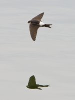 House Martin.jpg