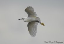 Little Egret DSC_4018.jpg