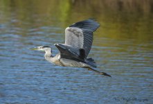 heron in flight uw DSC_0727.jpg