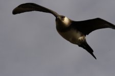 arctic skua flight.jpg