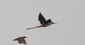 Black-winged Stilt.jpg