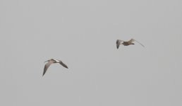 Eurasian and Far Eastern Curlews.jpg