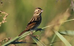 Black-faced Bunting.jpg